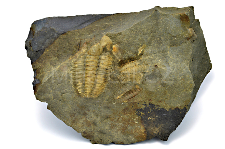 Obrázek TRILOBIT Ellipsocephalus hoffi