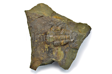 Obrázek TRILOBIT Ellipsocephalus hoffi