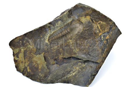 Obrázek TRILOBIT Ellipsocephalus hoffi