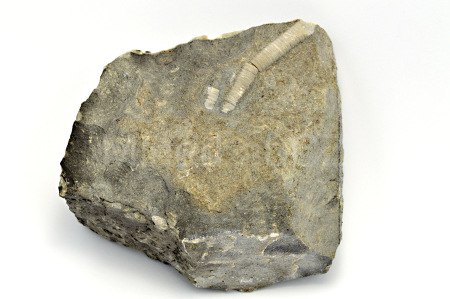 Obrázek STONEK LILIJICE Scyphocrinites sp.