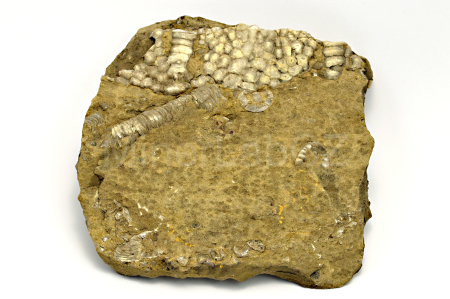 Obrázek STONEK LILIJICE Scyphocrinites sp.