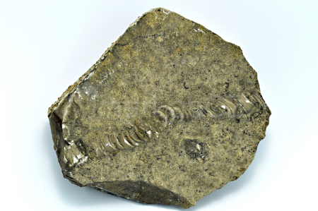 Obrázek STONEK LILIJICE Scyphocrinites sp.