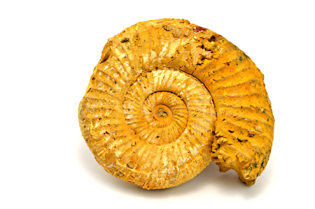 Obrázek AMONIT Perisphinctes sp.