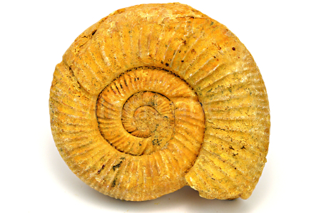 Obrázek AMONIT Perisphinctes sp.