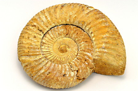 Obrázek AMONIT Perisphinctes sp.