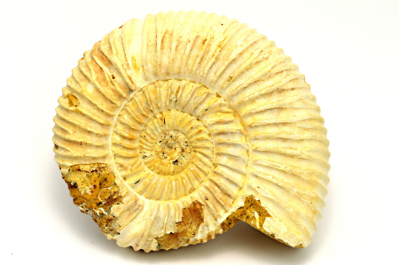 Obrázek AMONIT Perisphinctes sp.