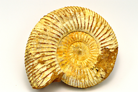 Obrázek AMONIT Perisphinctes sp.