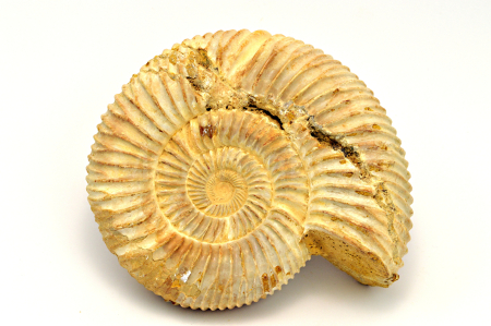 Obrázek AMONIT Perisphinctes sp.