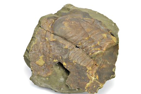 Obrázek TRILOBIT Paradoxides gracilis