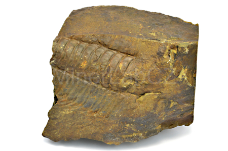 Obrázek TRILOBIT Paradoxides gracilis