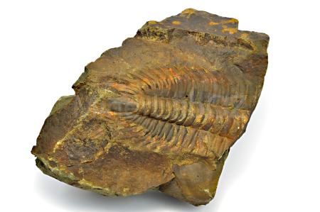 Obrázek TRILOBIT Paradoxides gracilis