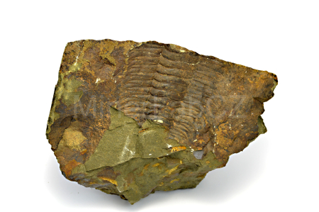 Obrázek TRILOBIT Paradoxides gracilis