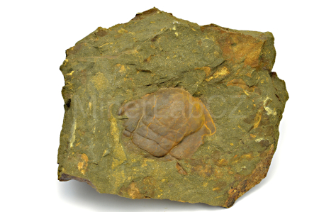 Obrázek TRILOBIT Paradoxides gracilis