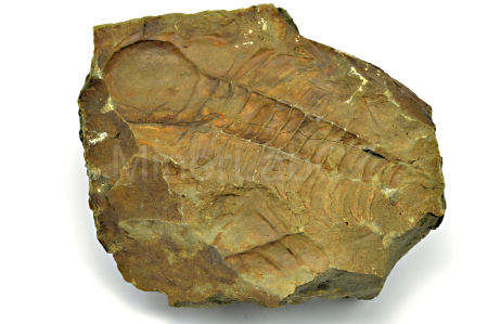 Obrázek TRILOBIT Paradoxides gracilis