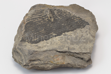 Obrázek PŘESLIČKA CALAMITES UNDULATUS