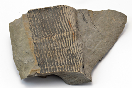 Obrázek PŘESLIČKA CALAMITES UNDULATUS