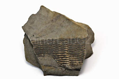 Obrázek PŘESLIČKA CALAMITES UNDULATUS