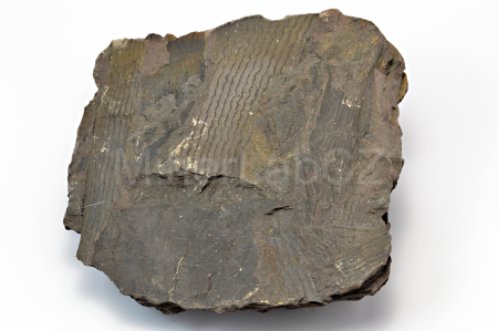 Obrázek PŘESLIČKA CALAMITES UNDULATUS