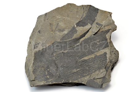 Obrázek PŘESLIČKA CALAMITES UNDULATUS